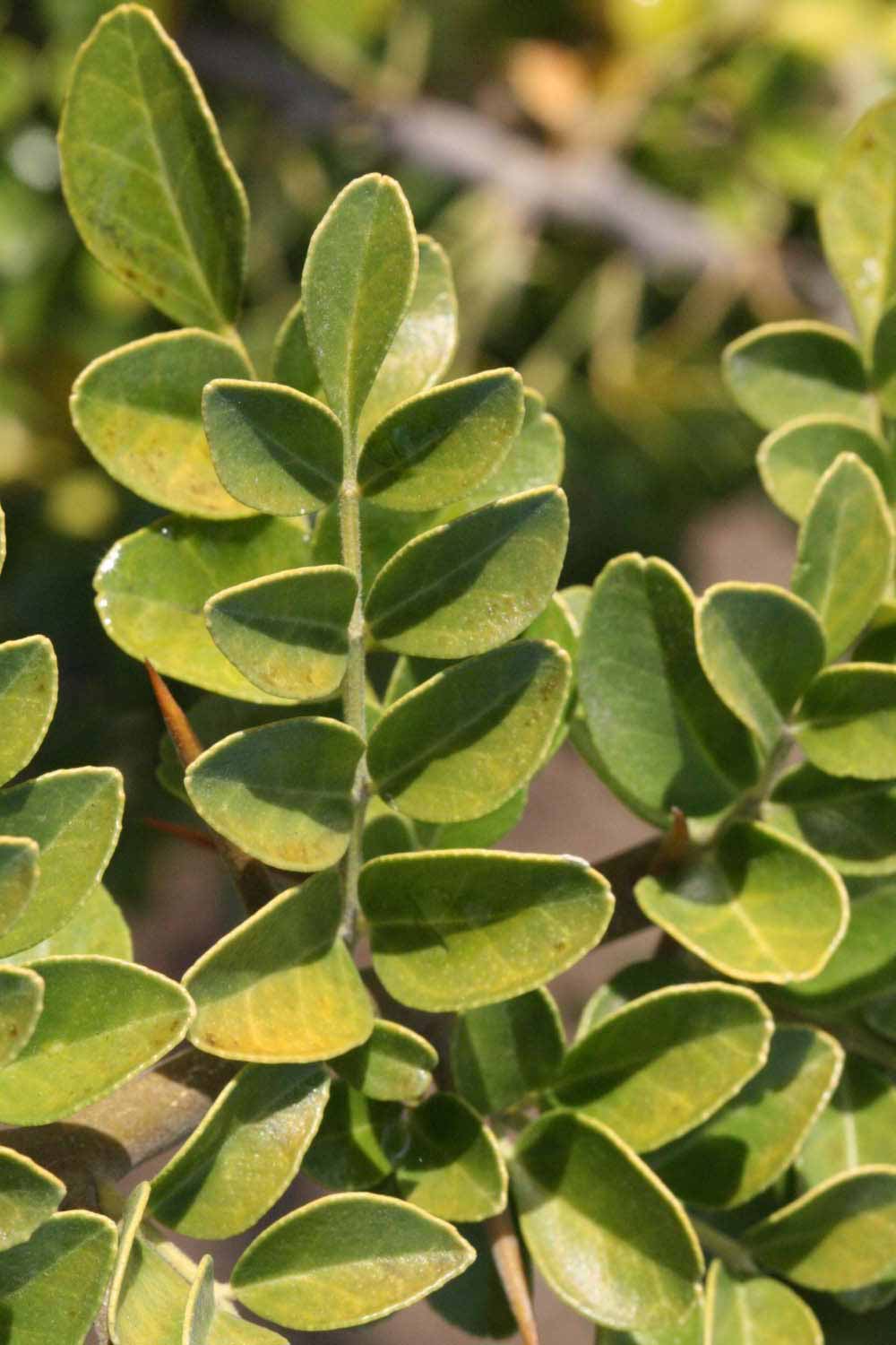            Sun leaves (Riverside, CA)   